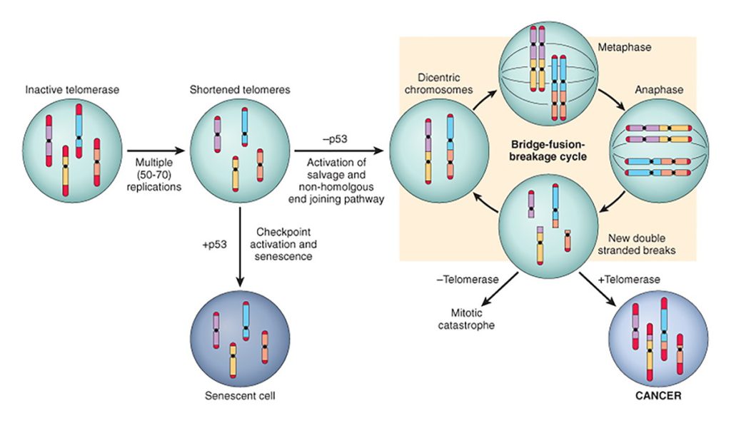 Figura 6. Acción de las telomerasas en el proceso de carcinogénesis. Fuente: Kumar V, Abbas AK, Fausto N, Aster JC. Robbins y Cotran: Patología Estructural y functional. Elsevier. 2010.