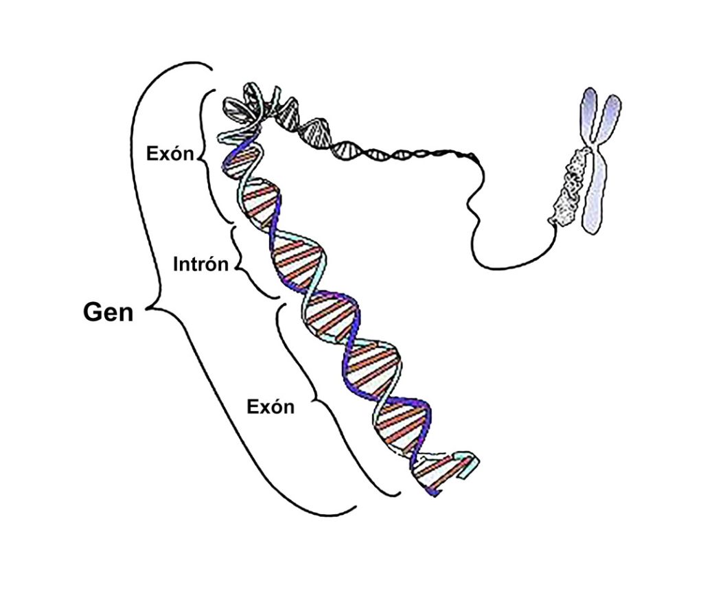 Figura 7. Estructura del gen.