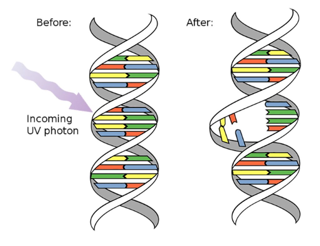 Figura 8. Mutación del gen.