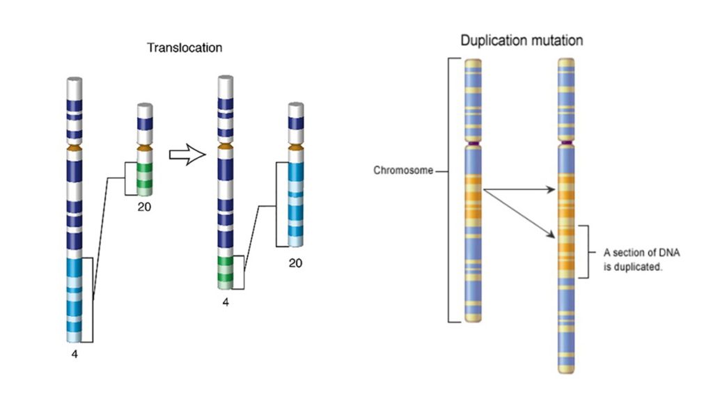 Figura 13. Mutaciones a nivel cromosómico. Fuente: Web NIH National Library of Medicine. Disponible en: https://www.nlm.nih.gov/