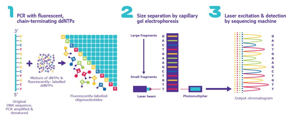 Figura 15. Esquema de los pasos de la secuenciación Sanger, electroforesis capilar y posterior visualización del electroferograma. Fuente: www.sigmaaldrich.com