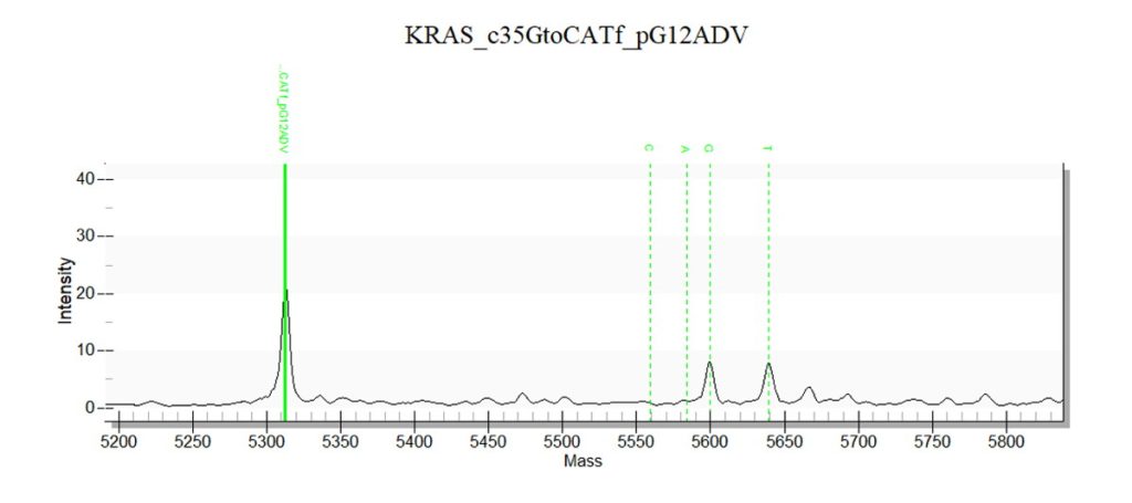 Figura 20. Ejemplo de visualización del análisis de la mutación c.35G>T, p.G12A del gen KRAS. Se observa un primer pico del primer de extensión y dos picos de mayor masa, uno con el peso previsto de extender una Guanina (wild type) y el segundo una timina (mutado).