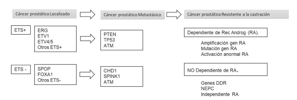 Figura 1. Clasificación molecular del cáncer de próstata [5].