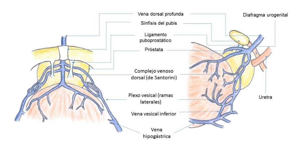Figura 5. Esquema de la vascularización venosa prostática.