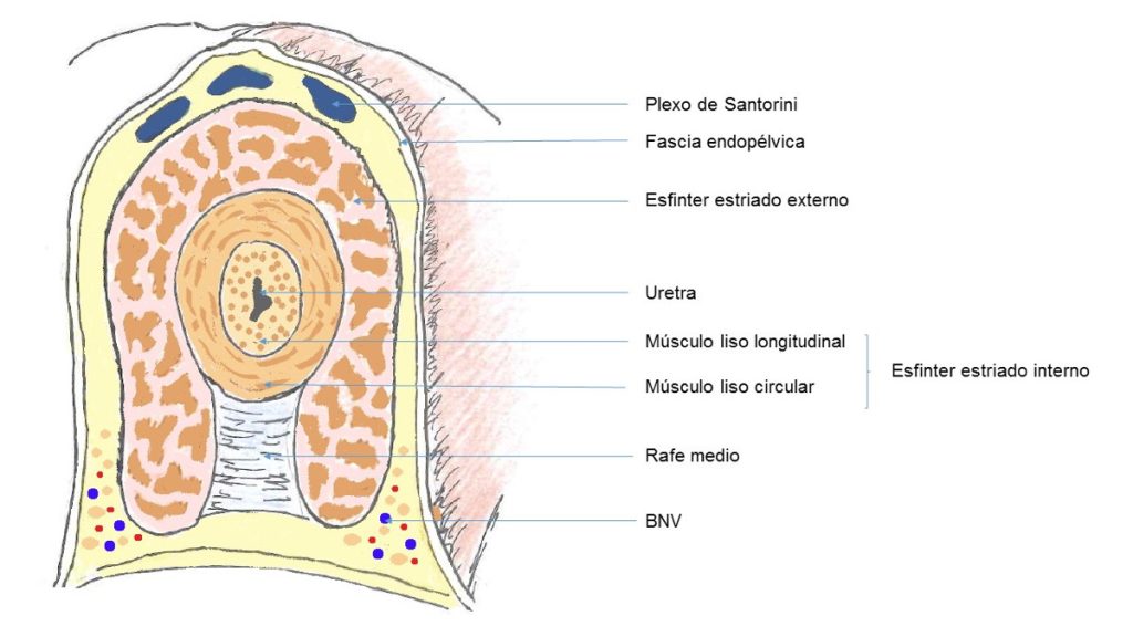 Figura 7. Esquema de sección a nivel medio del esfínter urinario.